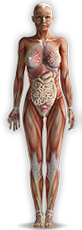 Female Search Body Model